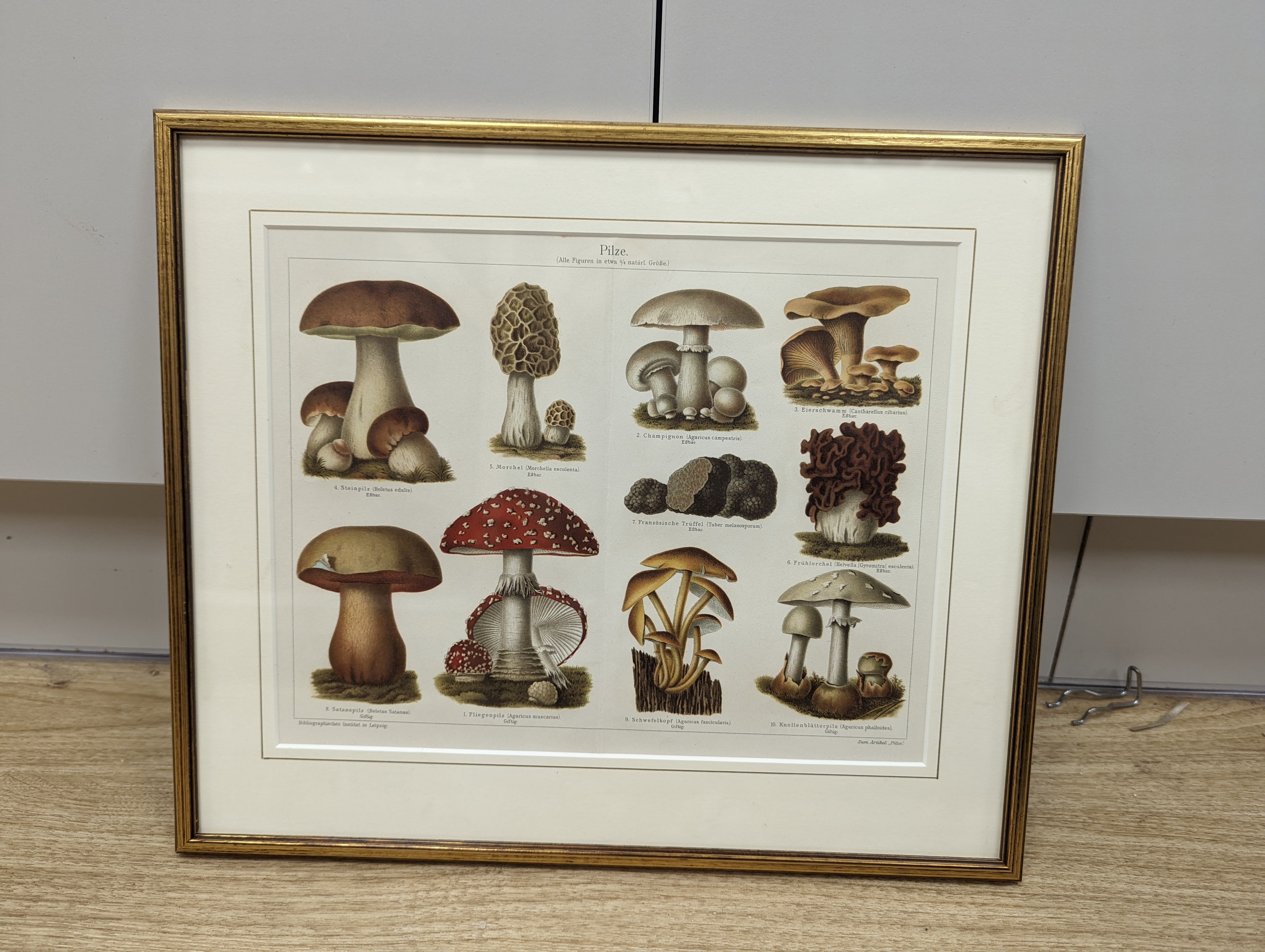 Bibliographisches Institut, Leipzig, sixteen assorted chromolithographs, Illustrations of orchids, fungi and other flora and fauna, 22 x 29cm